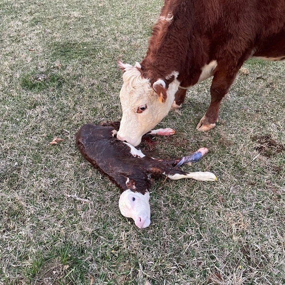 The cows - Picture 2 of 10